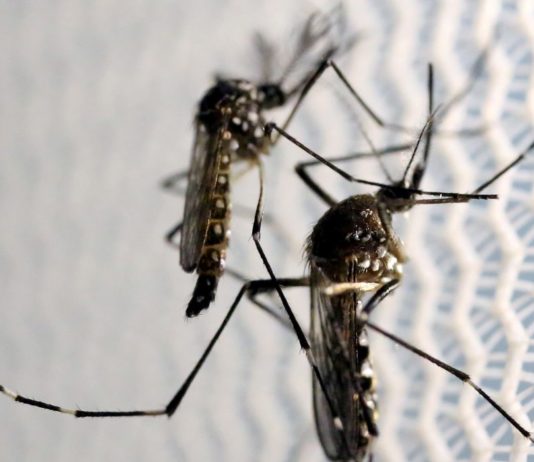 Casos de dengue em todo o país aumentam 95% em relação a 2021