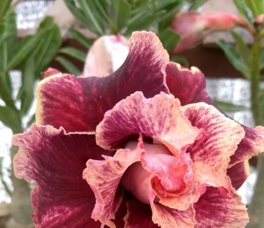 Campina Grande recebe mais uma edição do Fest Flores