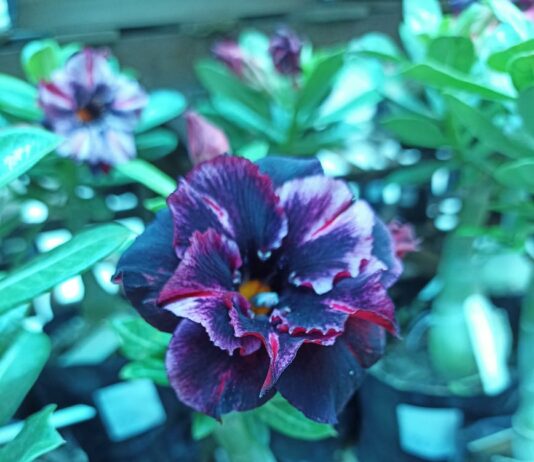 Fest Flores começa em Campina Grande, com muitas novidades