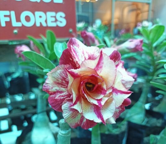 Último dia em Campina Grande, Fest Flores oferece descontos para clientes