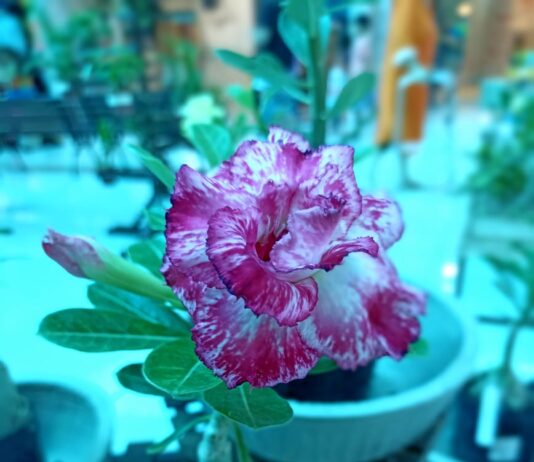 Campina Grande e João Pessoa recebem mais uma edição do Fest Flores