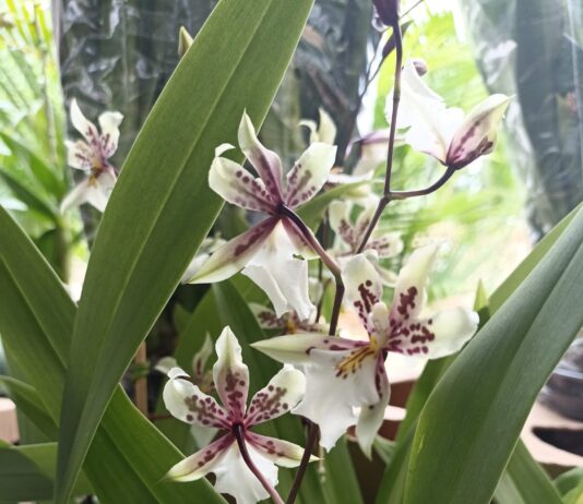 Fest Flores: preços imbatíveis para clientes de Campina Grande e João Pessoa
