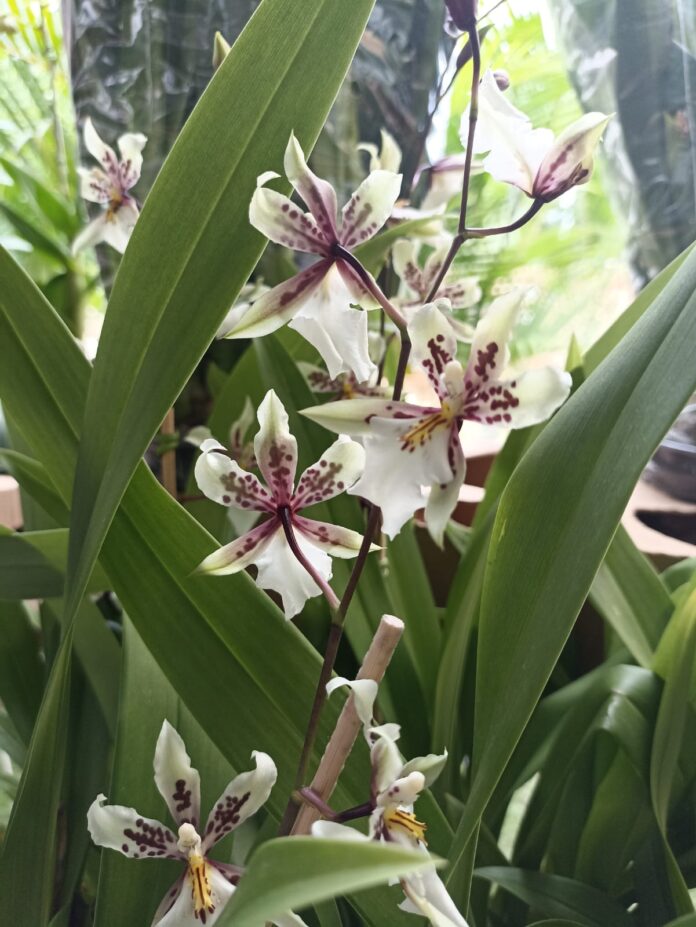 feira de flores 2
