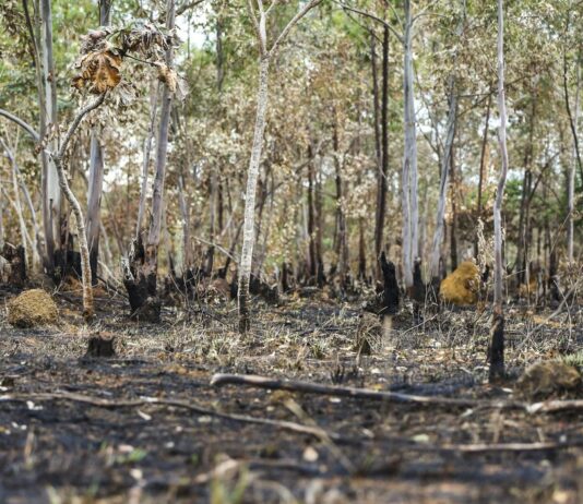 Brasil queimou área equivalente a Colômbia e Chile entre 1985 e 2022. Dados indicam que 21,8% do país foi atingido por queimadas