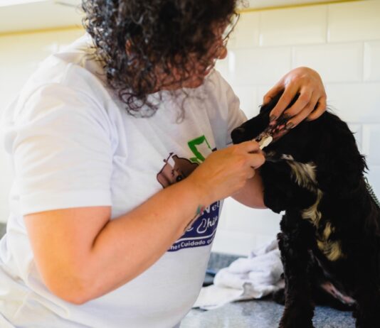 Um Ambiente só para eles, condomínios oferecem espaços voltados para o bem-estar dos pets