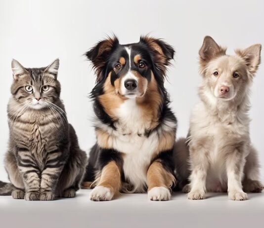 Como administrar o medo que os pets sentem dos fogos de artifício?