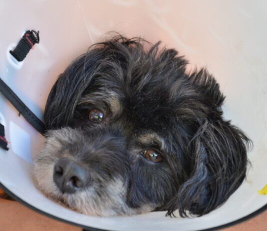 Campina Grande realiza dia D de vacinação antirrábica no próximo sábado