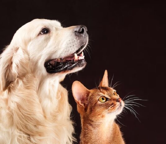 Saiba como cuidar dos pets durante o verão