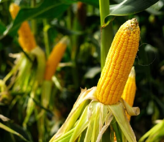 Festas juninas: Conheça os benefícios nutricionais do milho