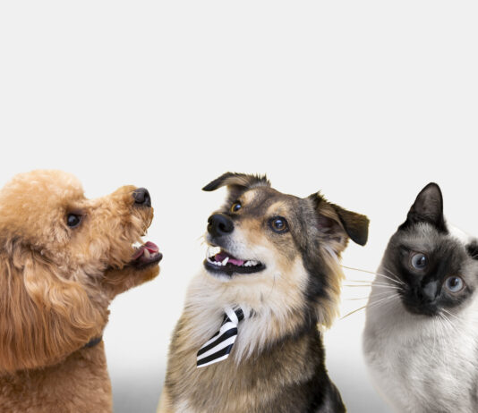 Saiba como proteger os pets dos fogos de artifício