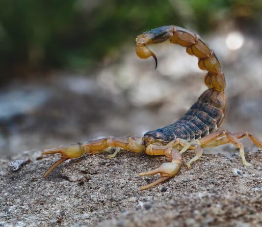 Reprodução de escorpiões aumenta em setembro: como agir em caso de lesões?