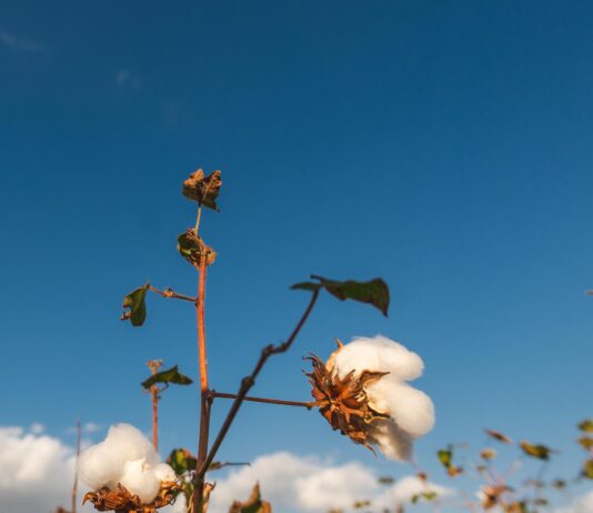 Inscrição dos agricultores de Campina Grande no Garantia Safra começa na próxima segunda-feira