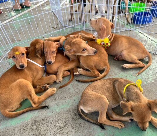 Saúde da Paraíba promove ações de proteção animal em João Pessoa e Campina Grande neste sábado