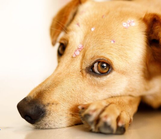 ONG Tio Patinhas realiza dois eventos de adoção neste fim de semana em Campina Grande