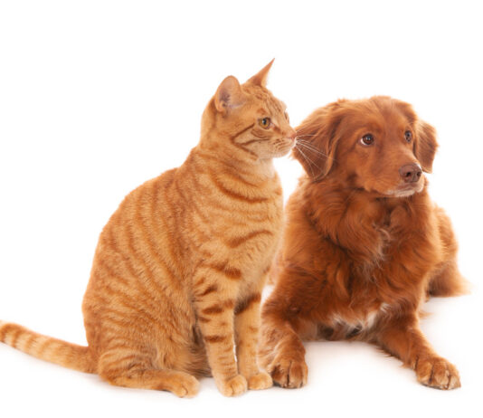 Saiba a importância de levar o pet periodicamente ao veterinário