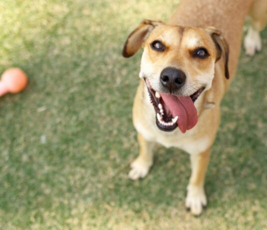 ONG Tio Patinhas realiza evento de adoção pet no Parque da Paz, neste domingo (10)