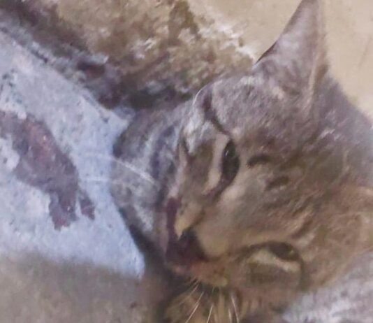 Moradores denunciam maus- tratos a animais em condomínio de Campina com agressão a gato