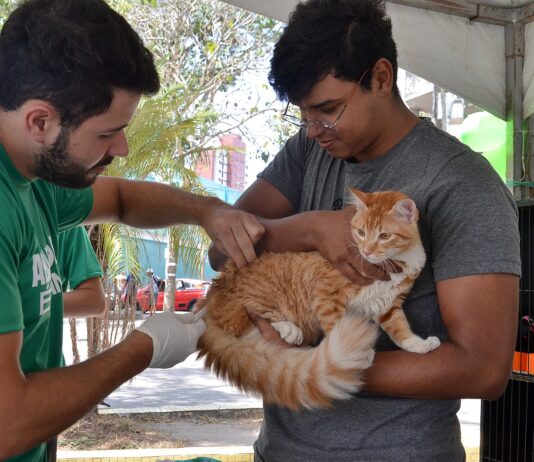 Prefeitura de Campina Grande realiza Dia D de Vacinação Antirrábica no próximo sábado